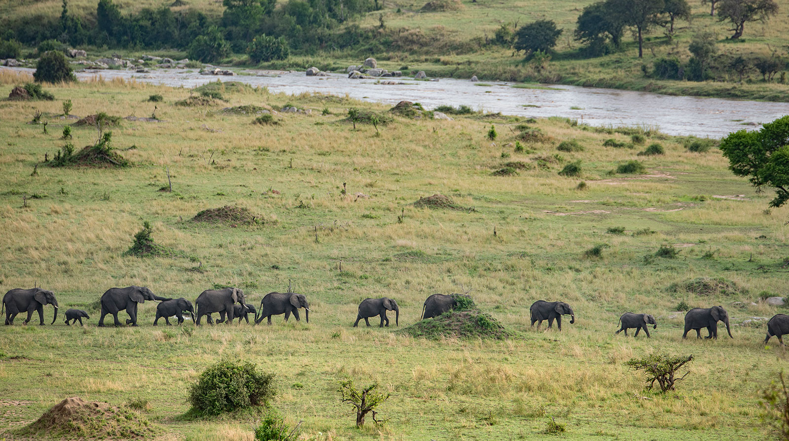 Mara River Post - Abundant wildlife